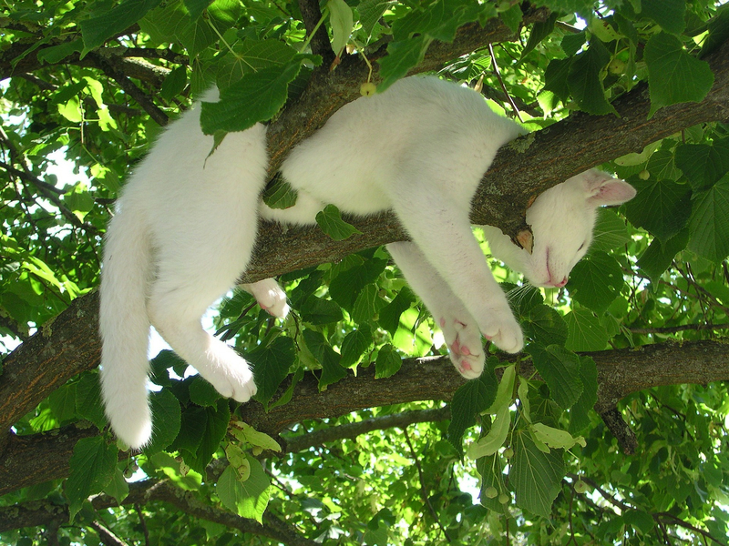 Кошка на дереве отдыхает