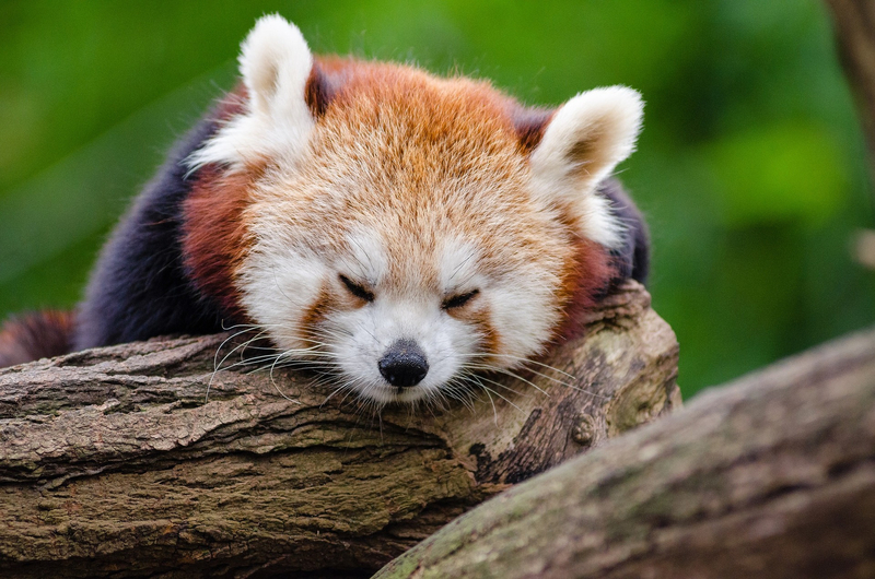 Красная панда спит