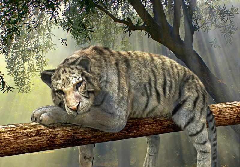 Тигр на дереве отдыхает