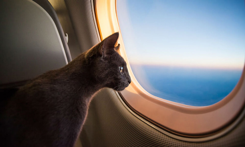 Кошка в самолёте