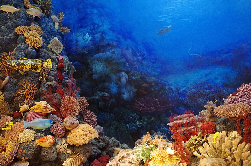 Кораллы, коралловый риф
